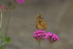 花と蝶MMMCCCLXXXIV！