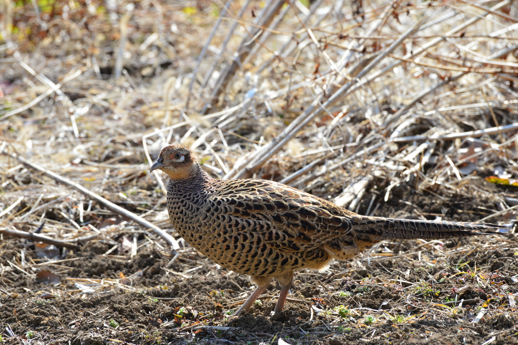 里山の野鳥LIII！