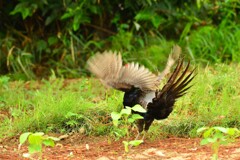 身近にいる野鳥DVIII！