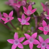 季節の花MXXIII！