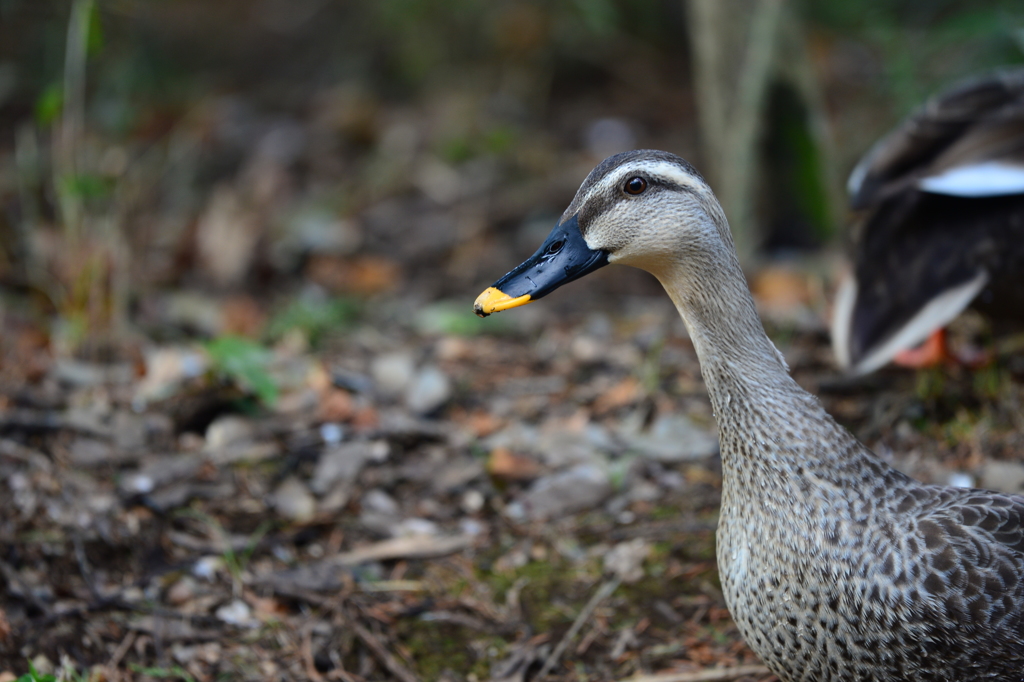 里山の野鳥LXI！