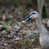 里山の野鳥LXI！