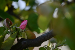 季節の花CCCXCVI！