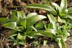 季節の花MDXXXIX！