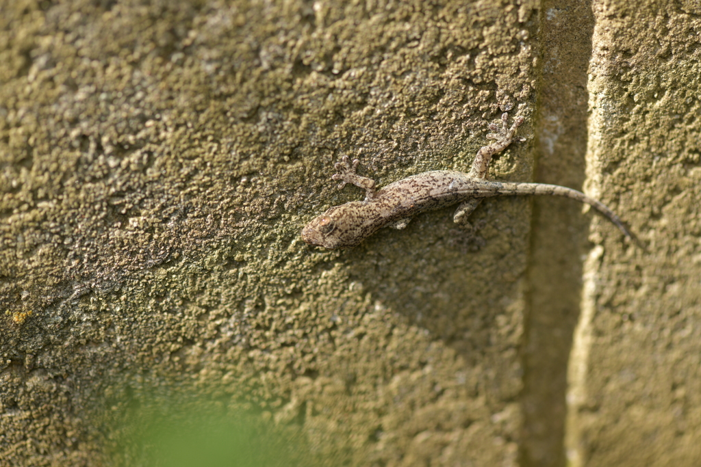 爬虫類・両生類XXXVII！