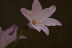 季節の花MCDLXXXIX！