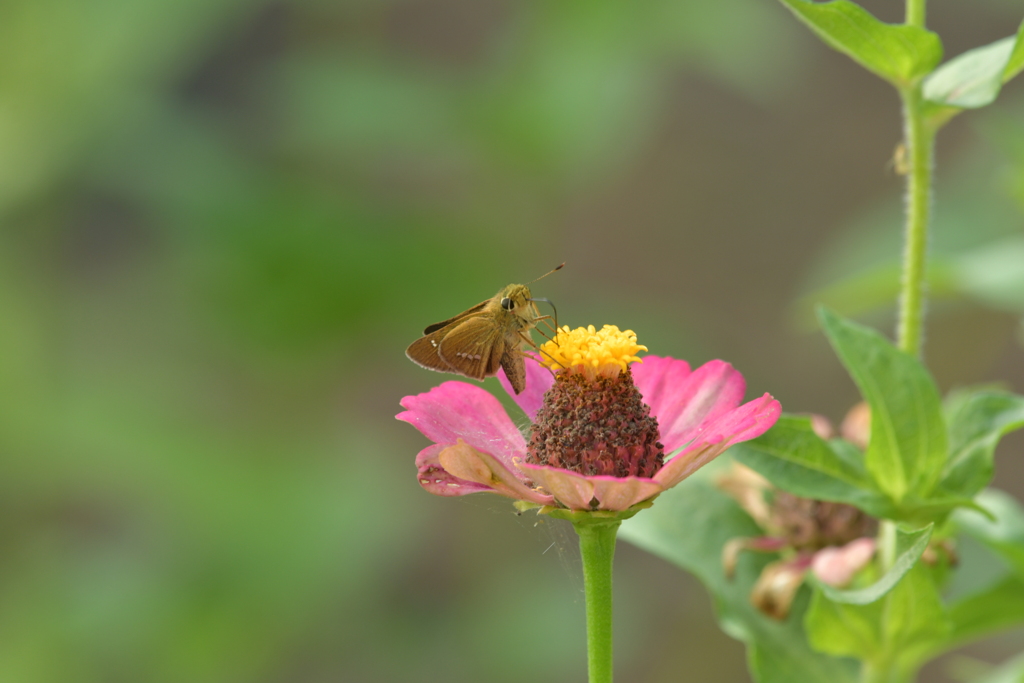 花と蝶II-LXVIII！