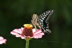 花と蝶II-LXXIV！