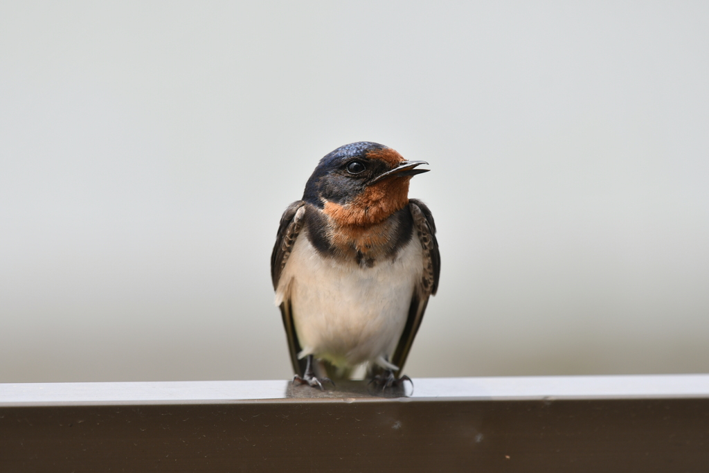 我が家に同居CCXLIV！