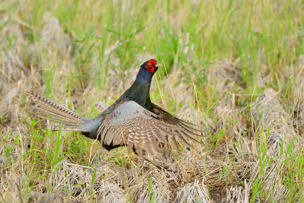 身近にいる野鳥CDXCI！