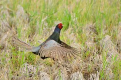 身近にいる野鳥CDXCI！