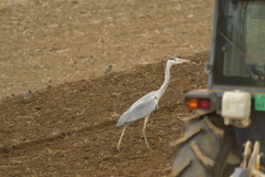 身近にいる野鳥DXXVII！
