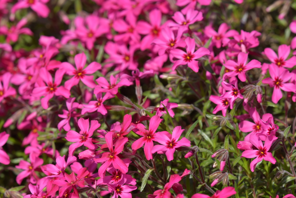 季節の花MCCXXVII！