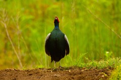 身近にいる野鳥CDXXII！