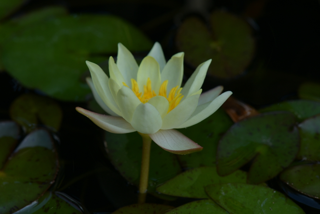 季節の花MDII！