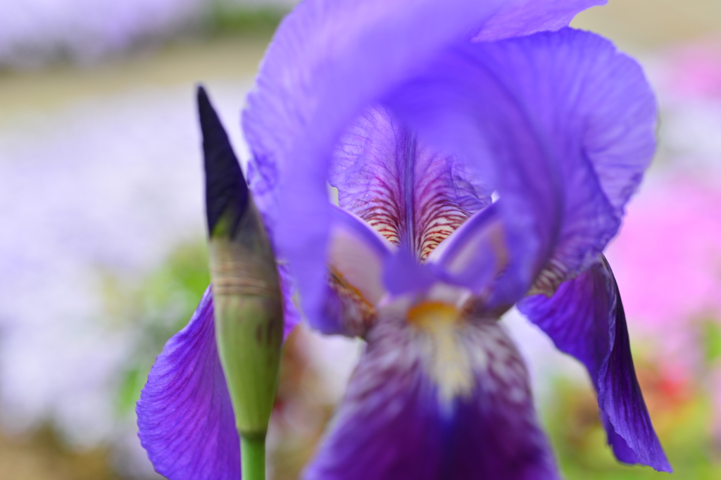 季節の花CMXXV！