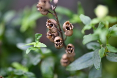 季節の花DIII！