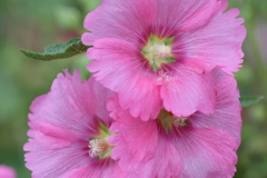 季節の花CXCVI！