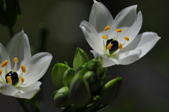 季節の花CLXVIII！