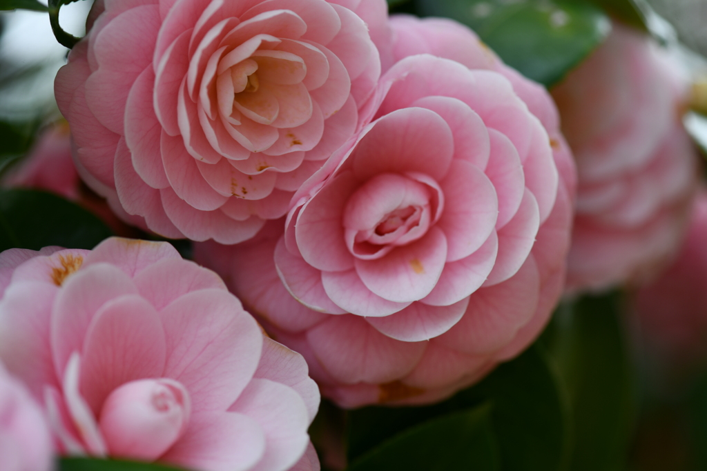 季節の花DCXLVI！