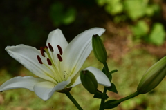 季節の花MIII！