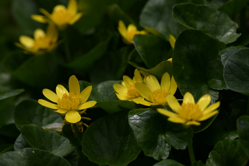 季節の花CCCXLV！