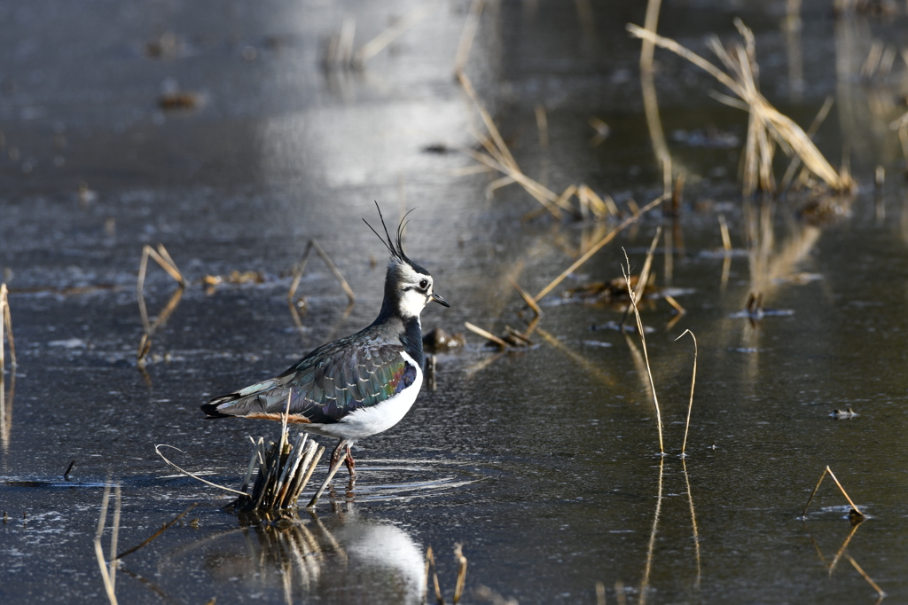 身近にいる野鳥LVIII！