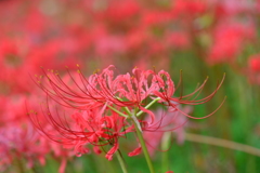 季節の花XXXII！