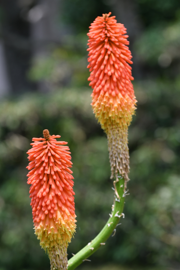 季節の花CLXXXV！