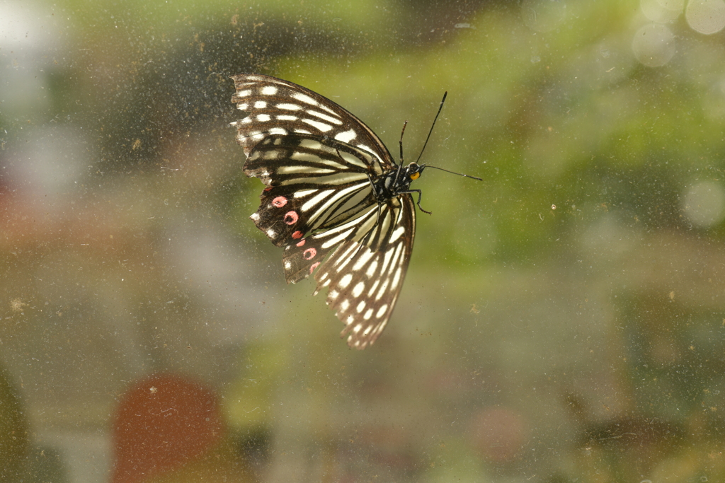 里山の蝶CDXXXI！