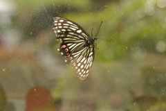 里山の蝶CDXXXI！