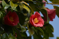 季節の花MCLXXII！