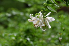 季節の花DI！