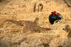 身近にいる野鳥CCCXCVII！
