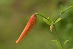季節の花MCDXCII！