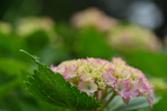 季節の花CDLXXVIII！