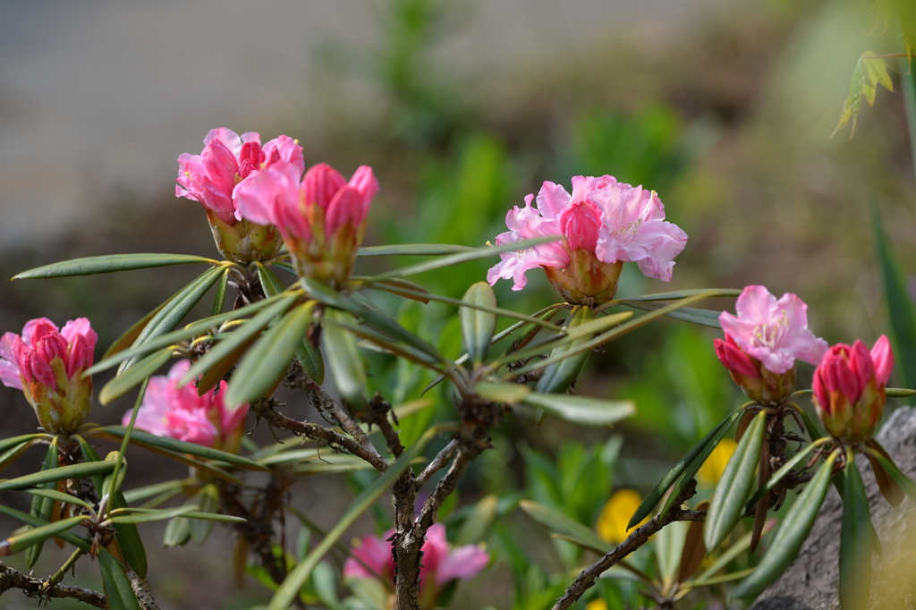 季節の花CCCXCIX！