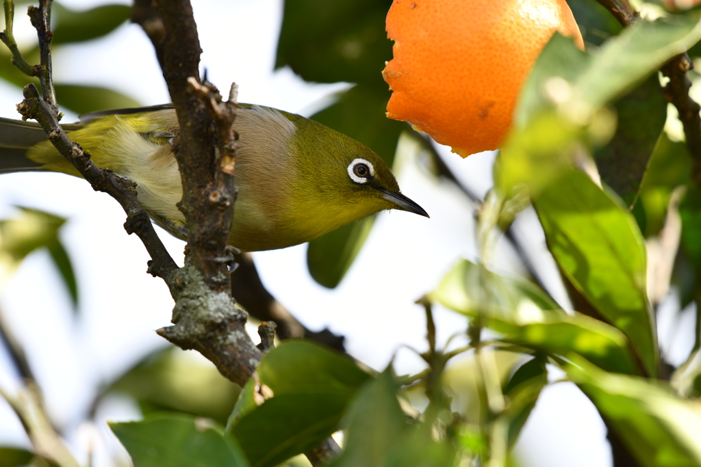 身近にいる野鳥LIII！