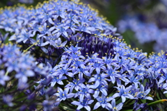 季節の花CDXXXVI！
