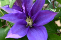 季節の花DCCXXXII！