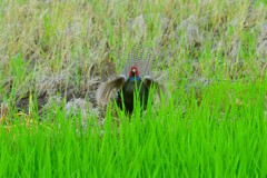 身近にいる野鳥CDLXXXIII！