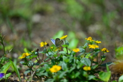 花と蝶CC！