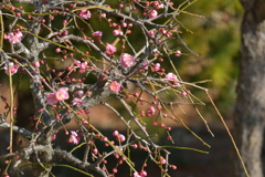 季節の花MDLXXIX！