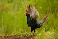 身近にいる野鳥CDXXVIII！