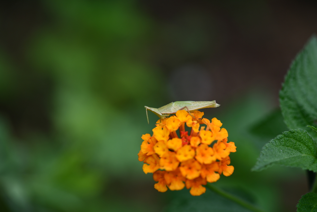 虫・昆虫と花CXVII！