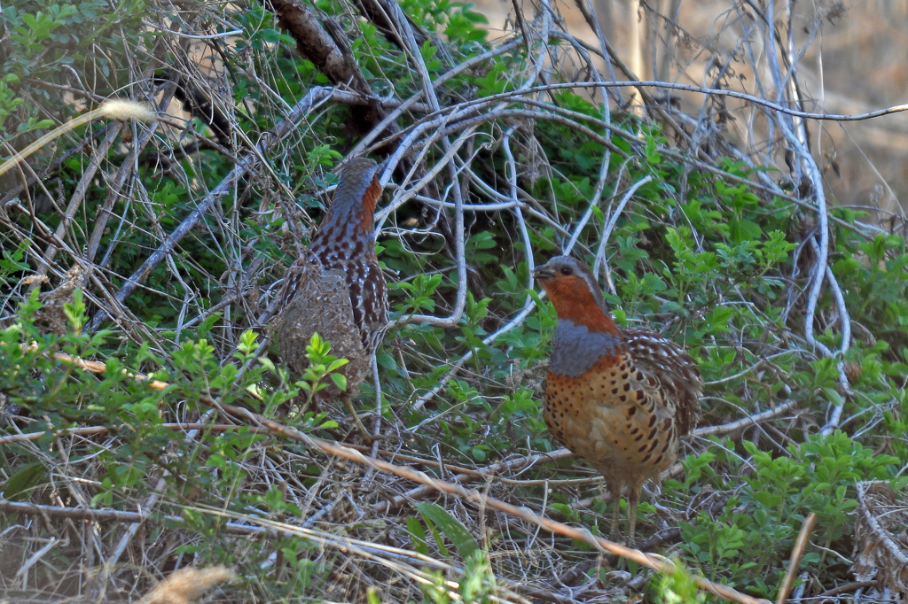 里山の鳥Ⅰ！