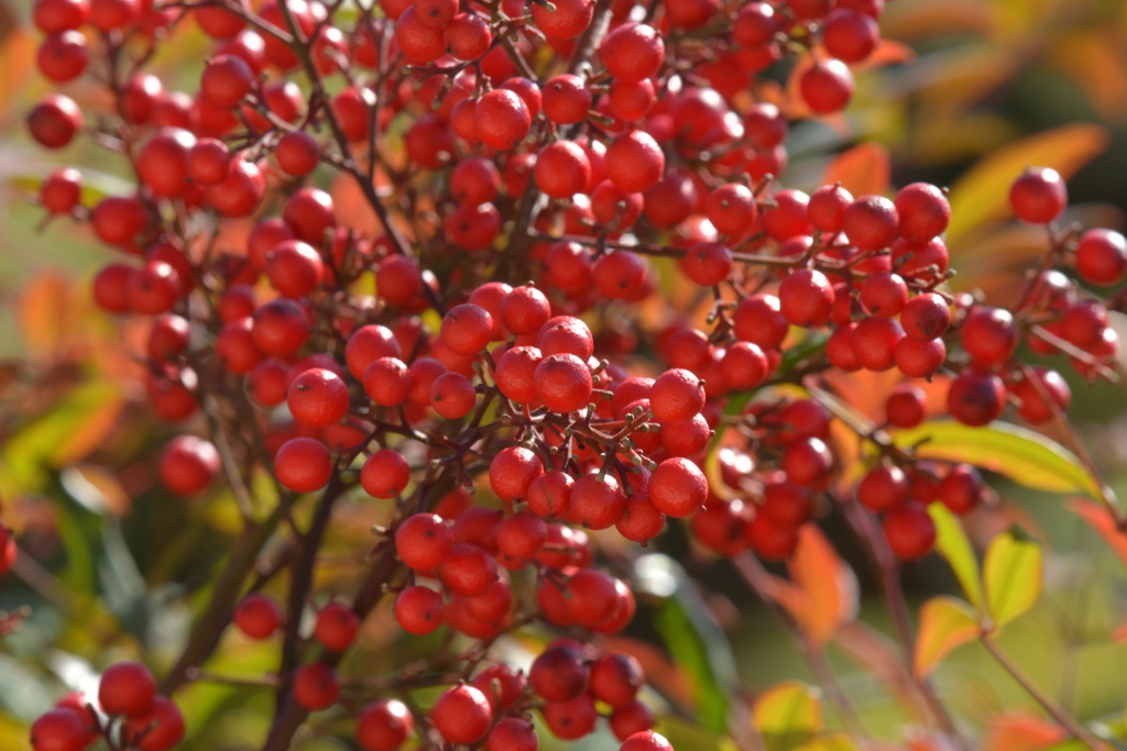 実りの季節XVII！