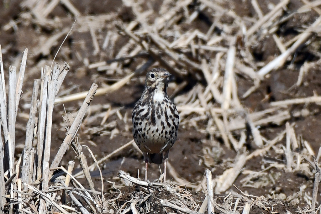 身近にいる野鳥CLXXXII！