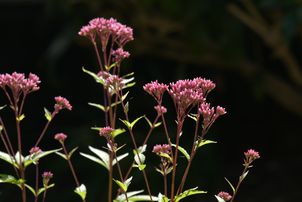 季節の花MDXXII！