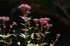 季節の花MDXXII！